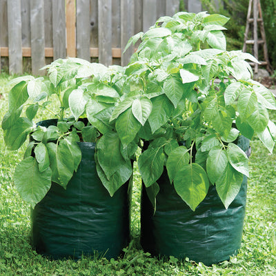 POTATO/TOMATO PLANTER BAG-POT/PLANTER