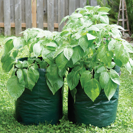 Garden Potato Grow Bag Vegetables Planter Bags with Handles and Access Flap  for Potato | Wish