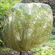 FRUIT TREE COVER-PEST