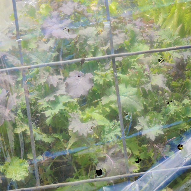 GRO-THERM PERFORATED TRANSPARENT FILM-ROW COVER