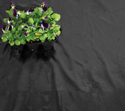 BLACK MULCH-PLASTIC