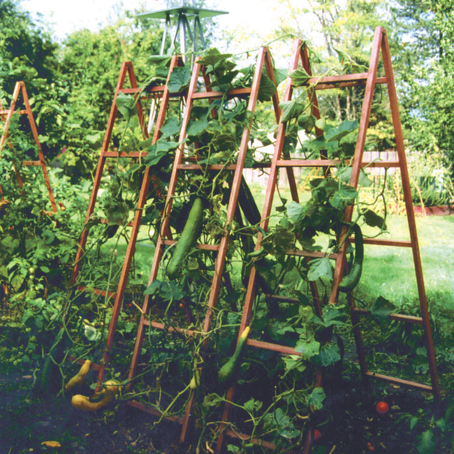 VEGETABLE TRELLISES-SUPPORT