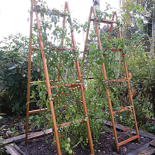 VEGETABLE TRELLISES-SUPPORT