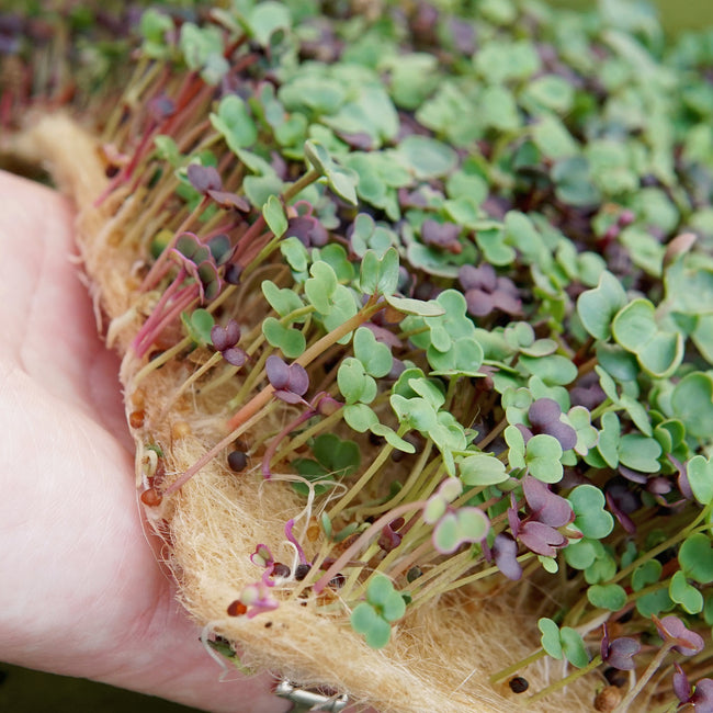 MIGHTY MICROGREENS KIT-COLLECTION