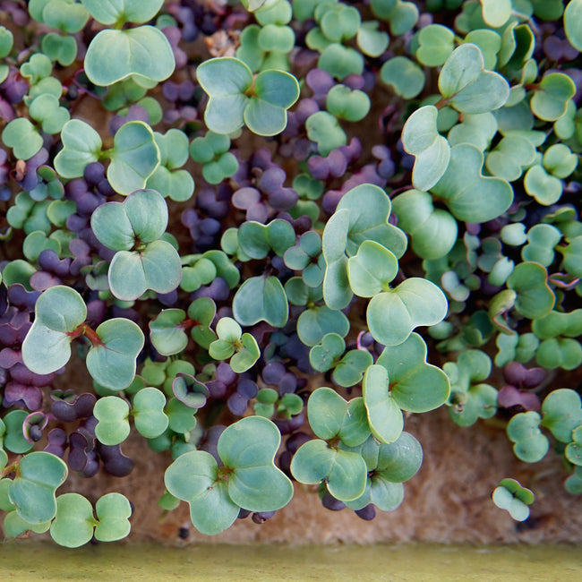 MIGHTY MICROGREENS KIT-COLLECTION