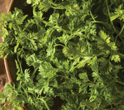 CHERVIL-