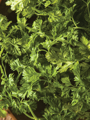 CHERVIL-