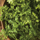 CHERVIL-
