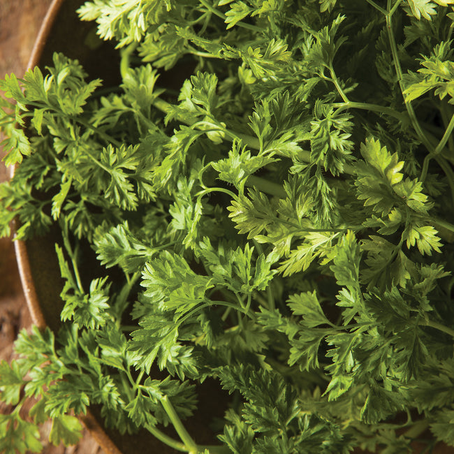 CHERVIL-
