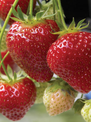 ALBION-STRAWBERRY
