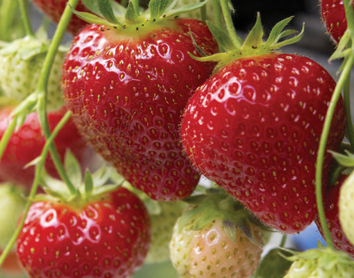 ALBION-STRAWBERRY