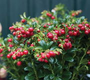 RED CANDY-LINGONBERRY