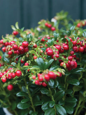 RED CANDY-LINGONBERRY