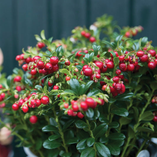RED CANDY-LINGONBERRY