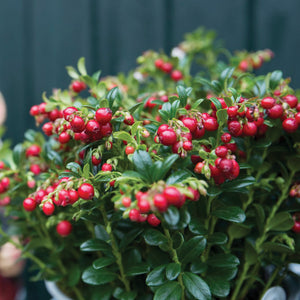 RED CANDY-LINGONBERRY
