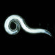 PREDATORY NEMATODES-PEST CONTROL