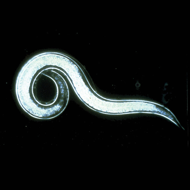 PREDATORY NEMATODES-PEST CONTROL